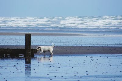 View of a dog on beach