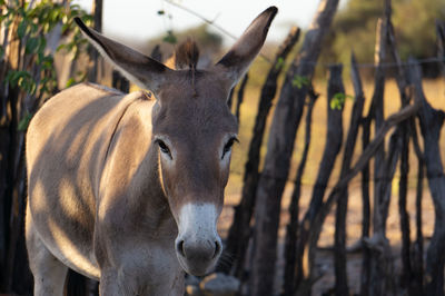 Close-up portrait of a donkey