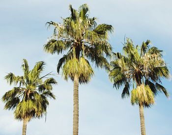 Low angle view of palm trees against clear sky