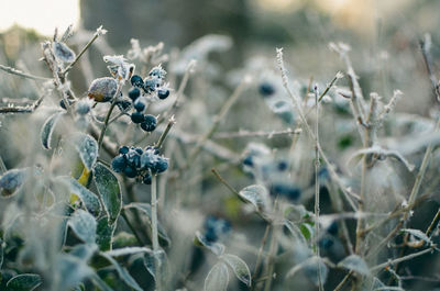 Close-up of berries growing on field