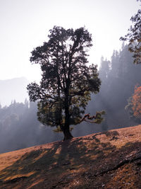 Tree on mountain against sky