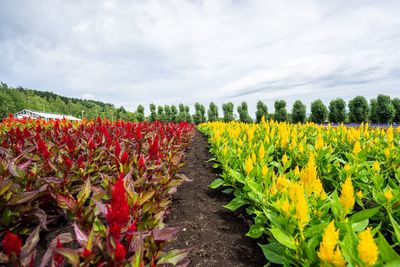Scenic view of sunflower field against cloudy sky
