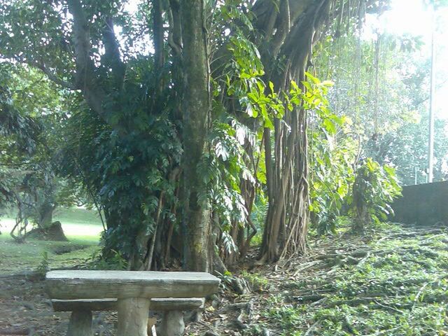 TREES GROWING IN PARK