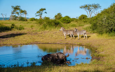 Side view of a drinking water