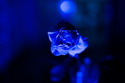 Close-up of blue rose flower