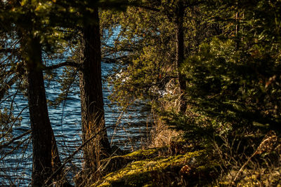 Trees in forest