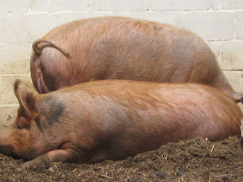 Close-up of horse sleeping in zoo