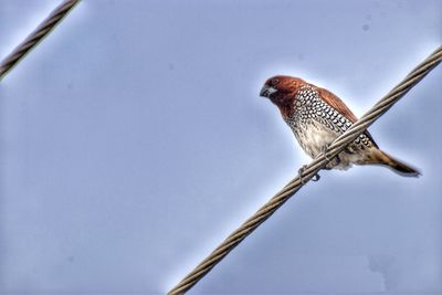 Close-up of bird perching