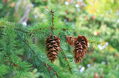 Pair of pine cones on the tree in the early autumn of patagonia, argentina, south america