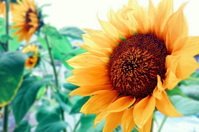 Close-up of sunflower