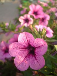 Close-up of pink cosmos blooming outdoors