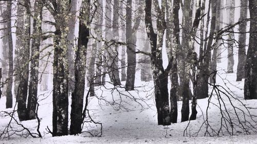 Trees on snow covered landscape during winter