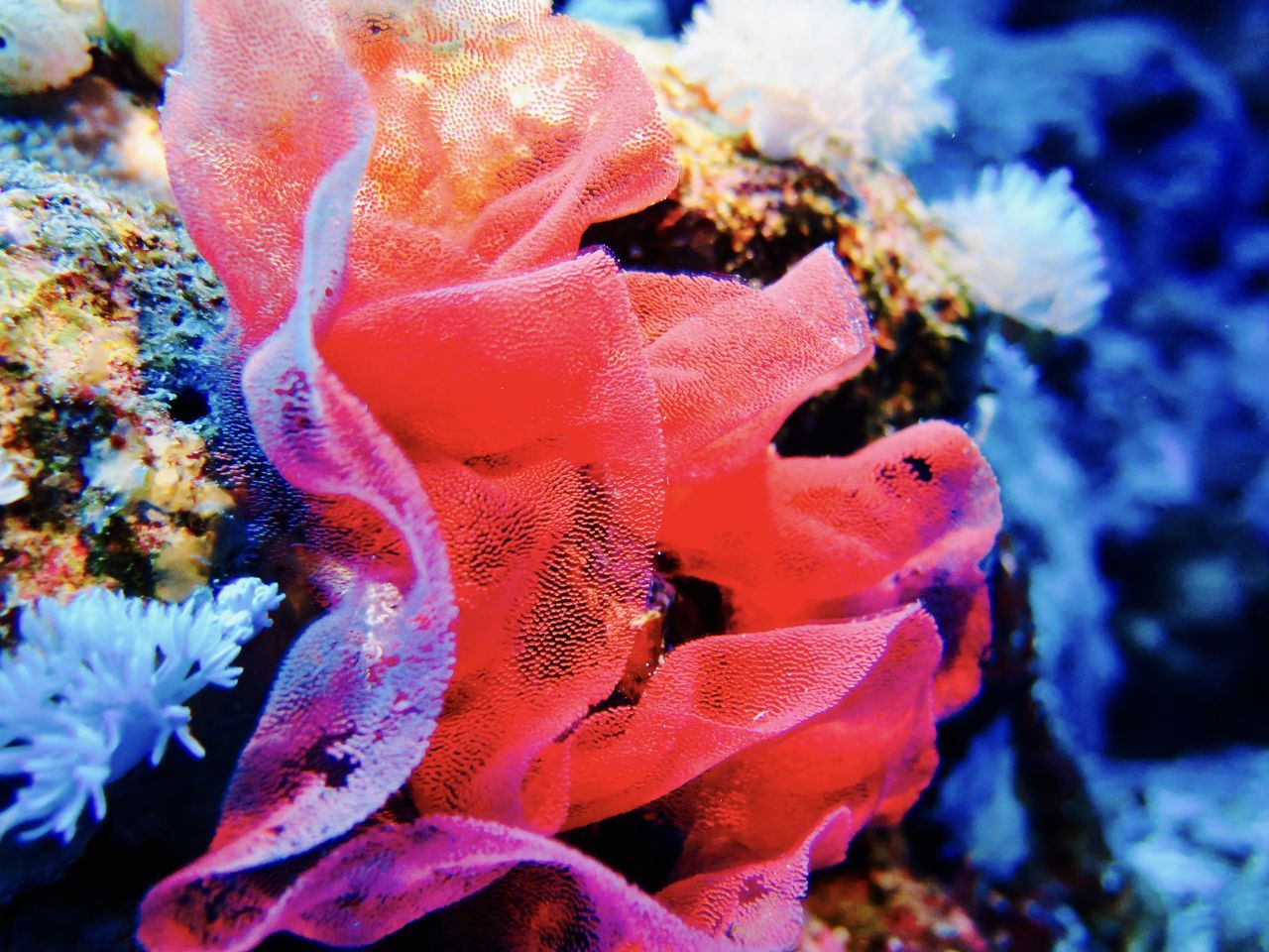 underwater, sea life, water, undersea, sea, nature, animal themes, no people, coral, beauty in nature, soft coral, close-up, animals in the wild, swimming, sea anemone, clown fish, outdoors, day