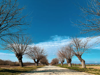 Bare tree on field against sky