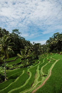 Tegallalang rice fields ubud
