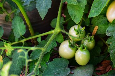 Close-up of apples on plant