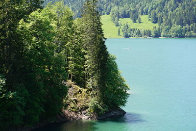 Tree by river in forest