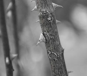 Close-up of bird perching on wooden post