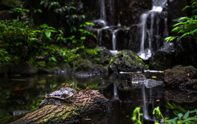 waterfall