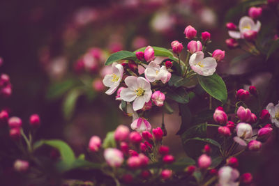 Close-up of pink flowers