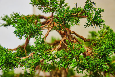 Close-up of plant