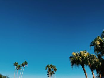 Low angle view of coconut palm trees against blue sky