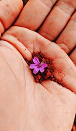 Close-up of hand on pink flowering plant