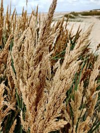 Close-up of wheat growing on field