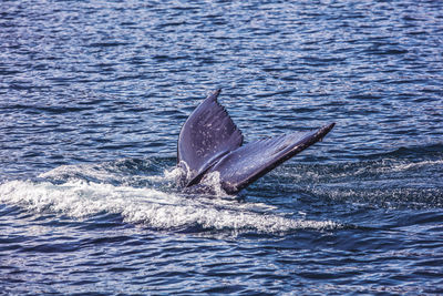 Humpback whale fin