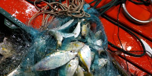 High angle view of fish in container