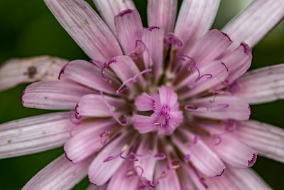 Close-up of purple flower