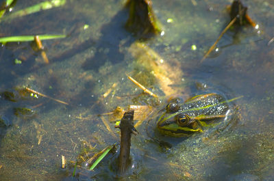 High angle view of frog swimming in lake