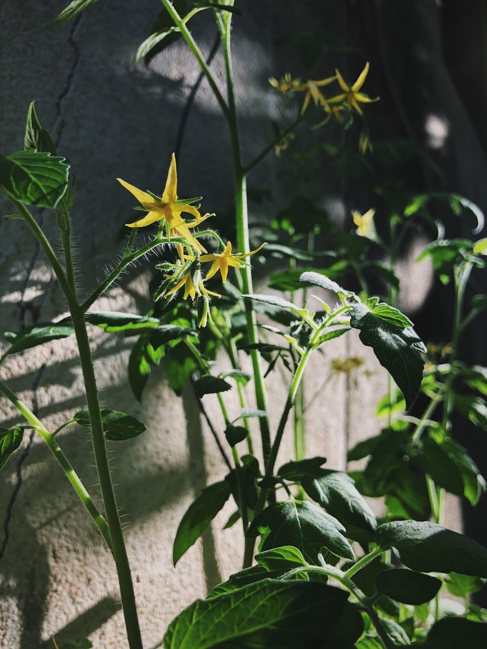 CLOSE-UP OF FLOWERING PLANT AGAINST GREEN LEAF