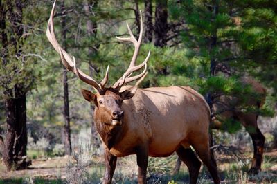 Elk standing on field against trees