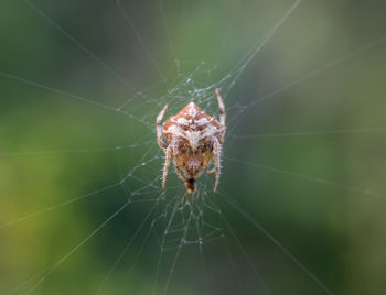 Close-up of spider on web