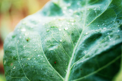 Close-up of raindrops on leaves