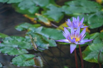 Close-up of lotus water lily in pond