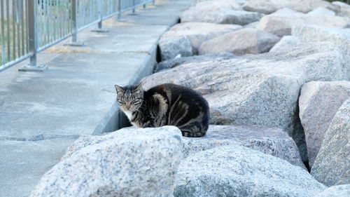 Portrait of cat relaxing on rock