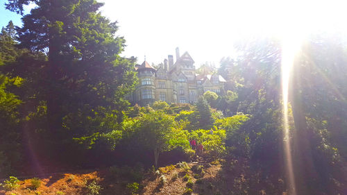 Sun shining through trees