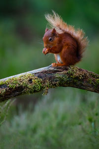 Squirrel on a tree