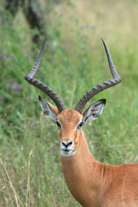 Portrait of deer on field