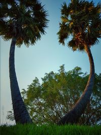 Low angle view of palm trees against sky