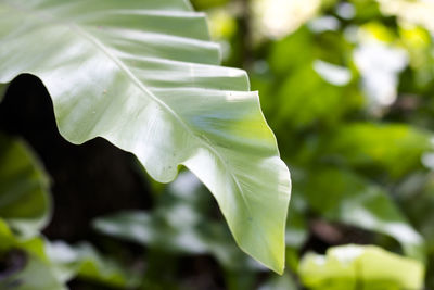 Close-up of white flower