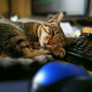 Close-up of cat sleeping