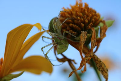 Close-up of a spider on plant