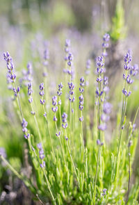 Close-up of purple flowering plants on field