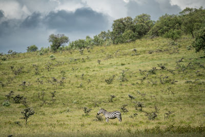 Zebra standing on field