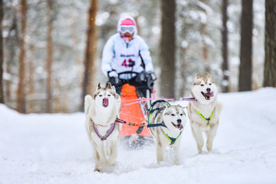 View of a dog in snow