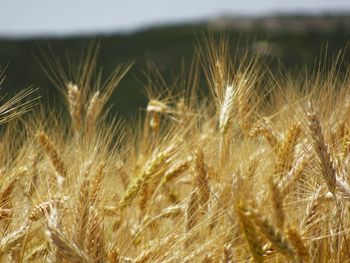 Close-up of stalks in field