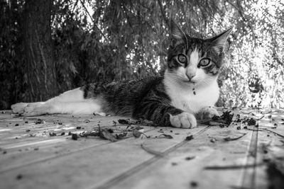 Portrait of cat relaxing outdoors